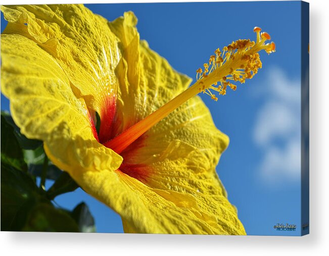 Chinese Hibiscus Acrylic Print featuring the photograph yellow Hula Girl Hibiscus #2 by Aloha Art