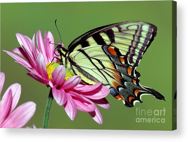 Eastern Tiger Swallowtail Butterfly Acrylic Print featuring the photograph Eastern Tiger Swallowtail Butterfly #20 by Millard H. Sharp