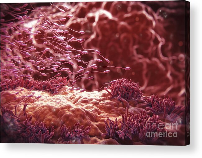 Cell Acrylic Print featuring the photograph Human Sperm #20 by Science Picture Co