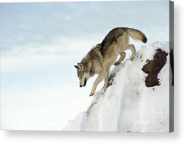 Canis Lupus Acrylic Print featuring the photograph Wolf In Winter #21 by John Shaw