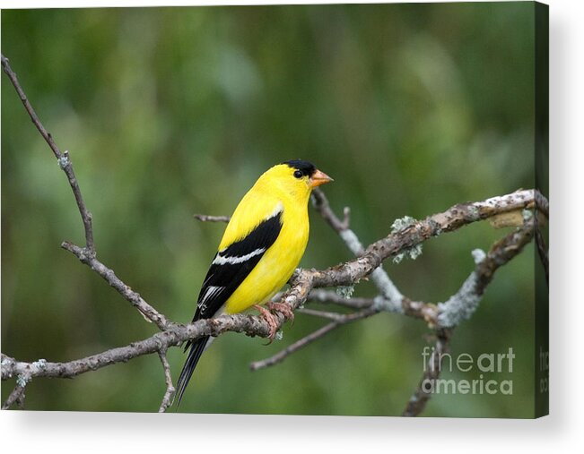 Carduelis Tristis Acrylic Print featuring the photograph American Goldfinch #24 by Linda Freshwaters Arndt
