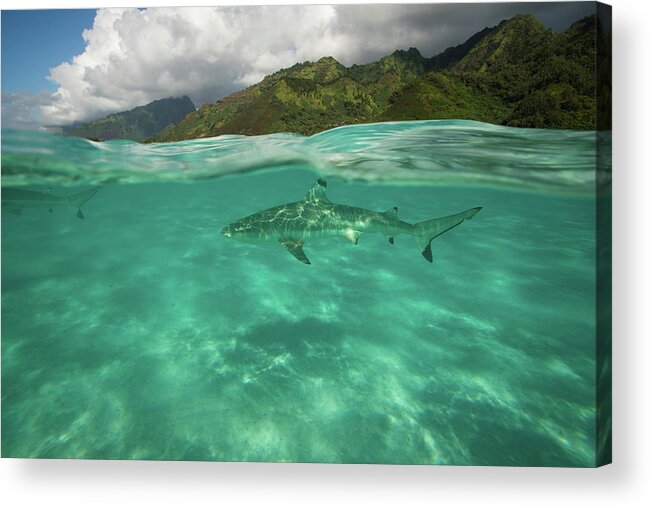 Photography Acrylic Print featuring the photograph Over Under, Half Water Half Land #25 by Panoramic Images