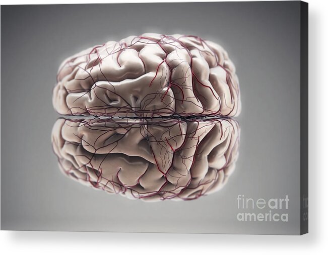 Arteries Acrylic Print featuring the photograph Brain With Blood Supply #28 by Science Picture Co