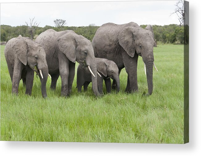 Feb0514 Acrylic Print featuring the photograph African Elephants Grazing Kenya #3 by Tui De Roy