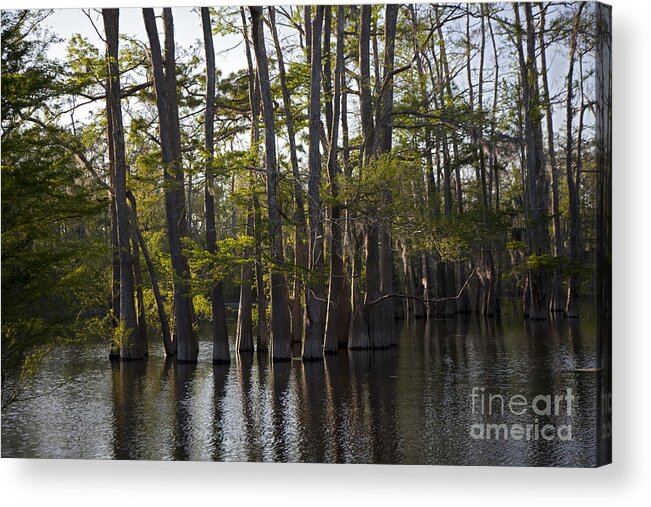 Swamp Acrylic Print featuring the photograph Atchafalaya River Basin #3 by Jim West