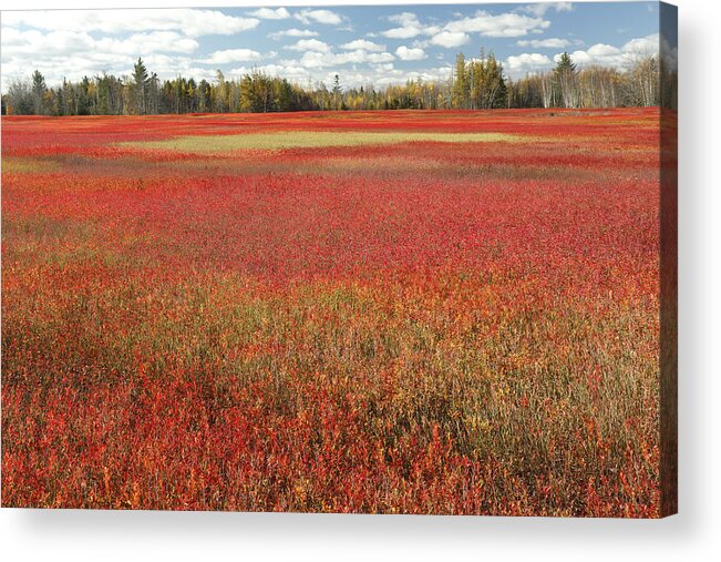 Feb0514 Acrylic Print featuring the photograph Autumn Blueberry Field Maine #3 by Scott Leslie