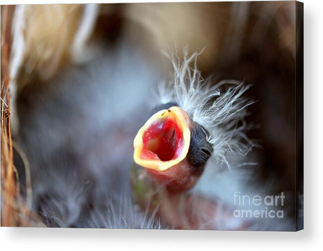 Baby Acrylic Print featuring the photograph Baby Bird #3 by Henrik Lehnerer