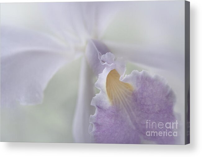 Aloha Acrylic Print featuring the photograph Beauty in a Whisper by Sharon Mau