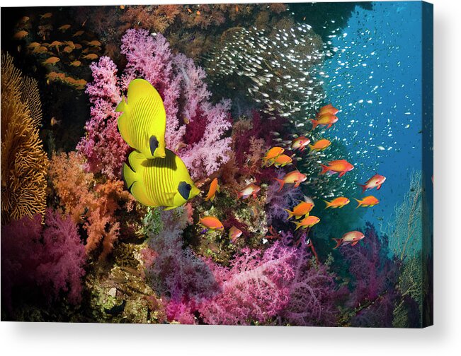 Pygmy Sweeper Acrylic Print featuring the photograph Coral Reef With Fish #3 by Georgette Douwma