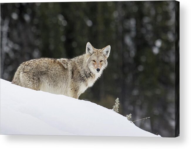 Canis Latrans Acrylic Print featuring the photograph Coyote In Winter #3 by Ken Archer