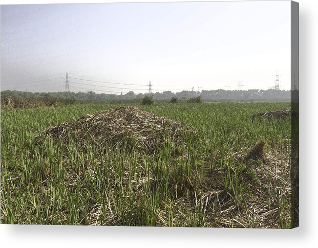 Bird Sanctuary Acrylic Print featuring the digital art Cut and dried grass along with growing grass #3 by Ashish Agarwal