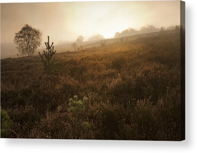 Fog Acrylic Print featuring the photograph Foggy misty Autumn forest landscape at dawn #3 by Matthew Gibson