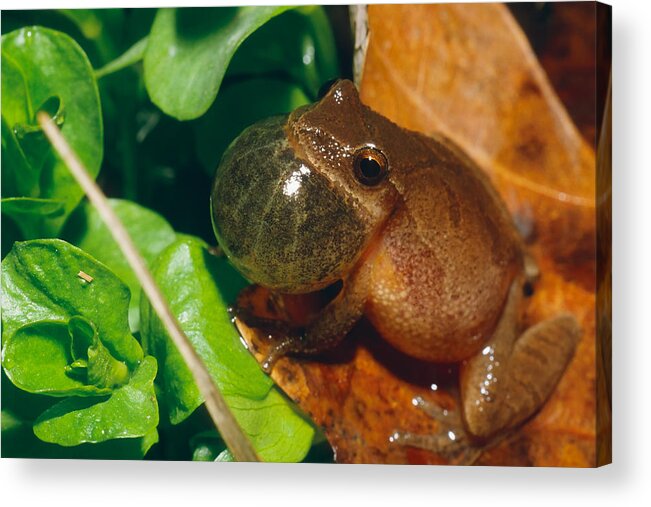 Amphibian Acrylic Print featuring the photograph Frog #3 by David Davis