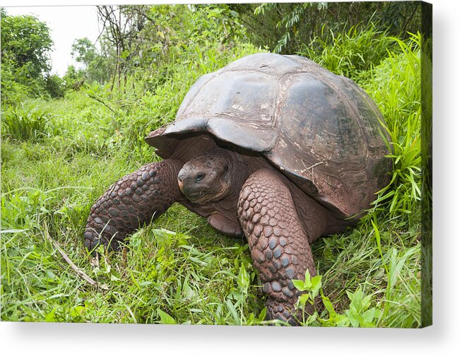 534154 Acrylic Print featuring the photograph Galapagos Giant Tortoise Santa Cruz by Tui De Roy