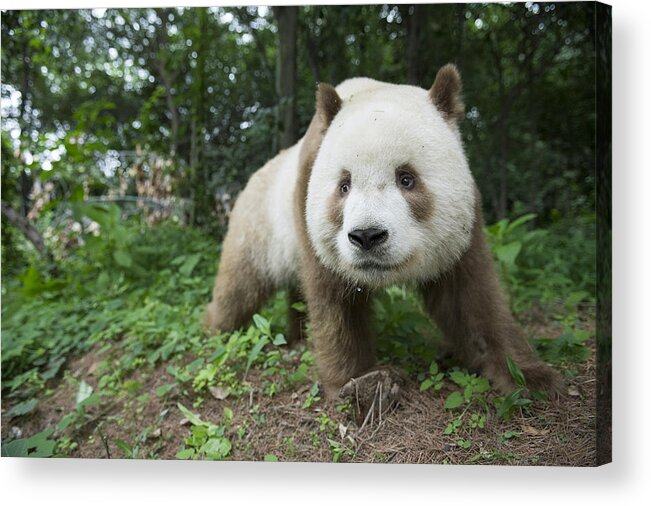 Katherine Feng Acrylic Print featuring the photograph Giant Panda Brown Morph China by Katherine Feng