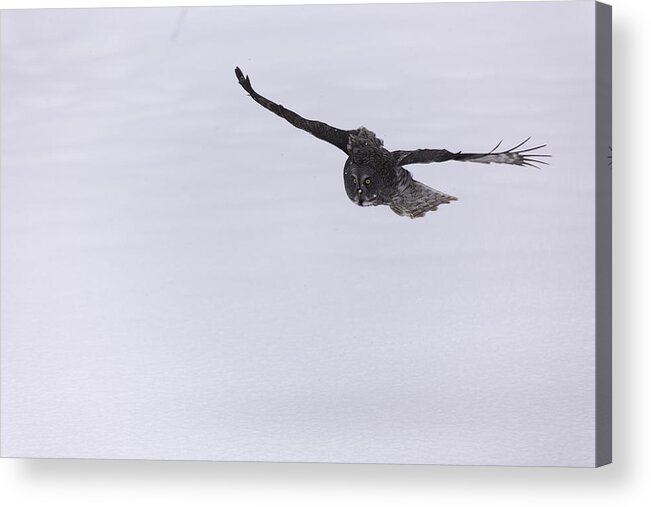 Owl Acrylic Print featuring the photograph Great Grey Owl in Flight #3 by Josef Pittner