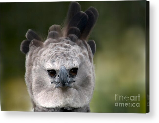 Animal Acrylic Print featuring the photograph Harpy Eagle Harpia Harpyja #3 by Mark Newman