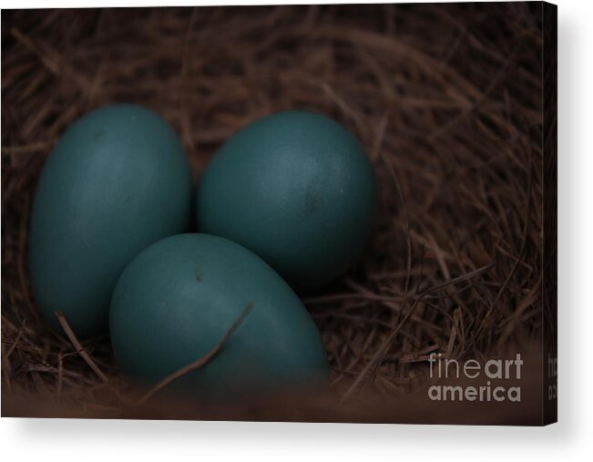 3 Acrylic Print featuring the photograph 3 by Jennifer E Doll