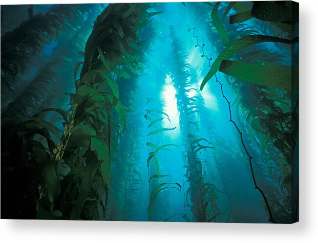 Algae Acrylic Print featuring the photograph Kelp Forest #3 by Greg Ochocki