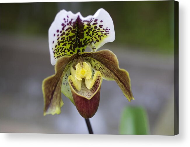 Flowers Acrylic Print featuring the photograph Lady Slipper #3 by Sue Morris