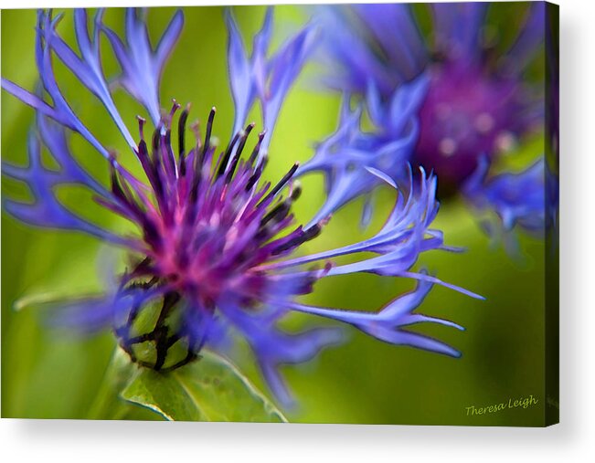 Flower Acrylic Print featuring the photograph Mountain Coneflower by Theresa Tahara