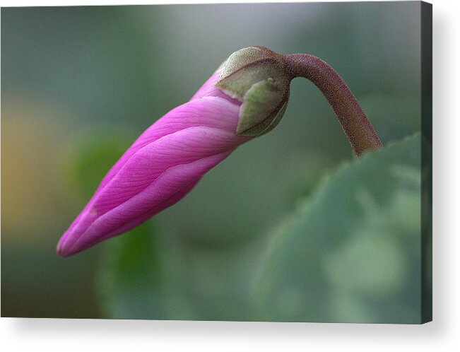 Cyclamen Acrylic Print featuring the photograph New Beginning by Fraida Gutovich