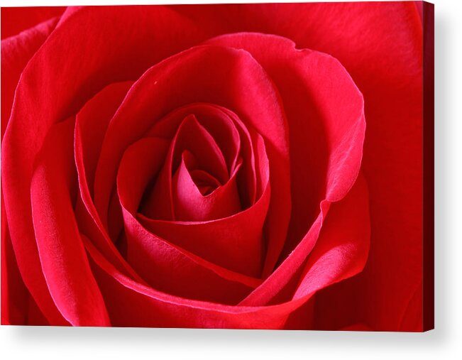 Background Acrylic Print featuring the photograph Red Rose #3 by Peter Lakomy