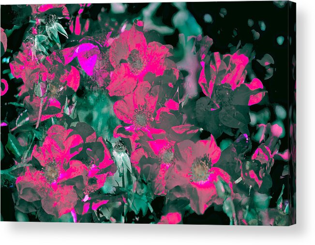 Abstract Acrylic Print featuring the photograph Rose 72 #3 by Pamela Cooper