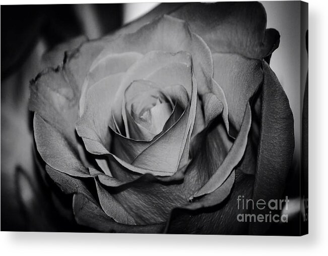 Black And White Rose Acrylic Print featuring the photograph Rose #3 by Deena Withycombe