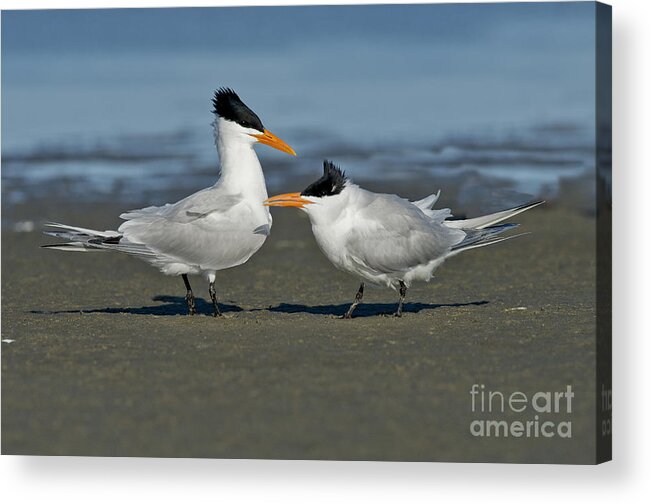 Royal Tern Acrylic Print featuring the photograph Royal Terns #3 by Anthony Mercieca