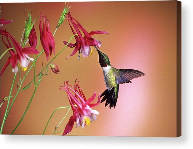 Aquilegia X Hybrida Acrylic Print featuring the photograph Ruby-throated Hummingbird (archilochus #3 by Richard and Susan Day