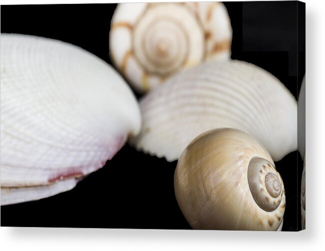 Marine Acrylic Print featuring the photograph Seashells #3 by Paulo Goncalves