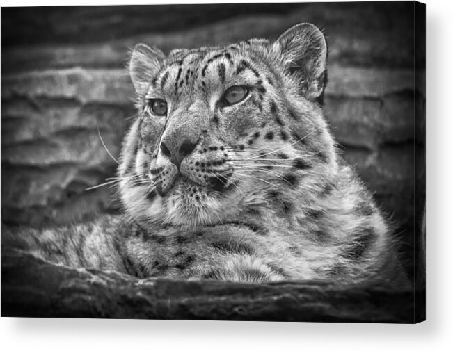 Marwell Acrylic Print featuring the photograph Snow Leopard #3 by Chris Boulton