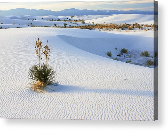 Feb0514 Acrylic Print featuring the photograph Soaptree Yucca In Gypsum Sand White #3 by Konrad Wothe