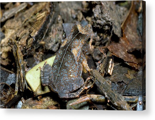 Rhinella Margaritifer Acrylic Print featuring the photograph South American Common Toad #3 by Sinclair Stammers/science Photo Library