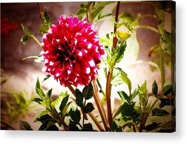 Flower Acrylic Print featuring the photograph Sun Flower #3 by Gerald Kloss