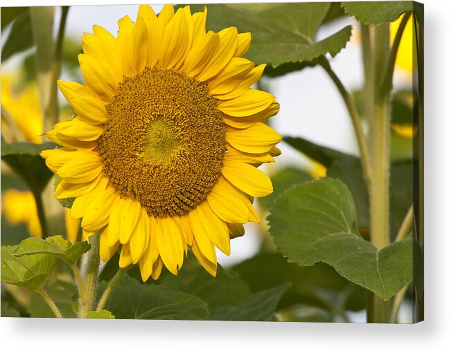 Sunflower Field Acrylic Print featuring the photograph Sunflower #3 by Nick Mares