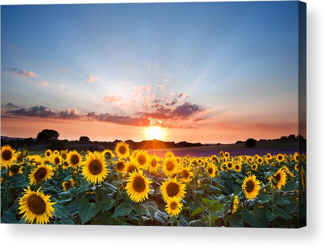 Sunflower Acrylic Print featuring the photograph Hope, inspirational sunset of sunflowers and vibrant sky by Matthew Gibson