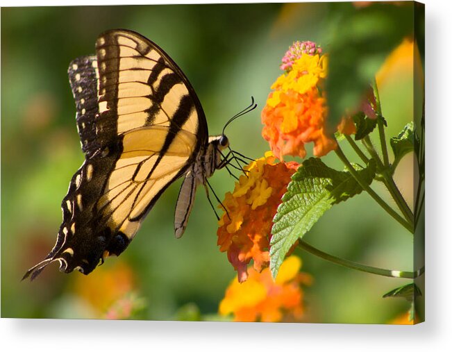 Butterfly Acrylic Print featuring the photograph Tiger Swallowtail #3 by Lynne Jenkins