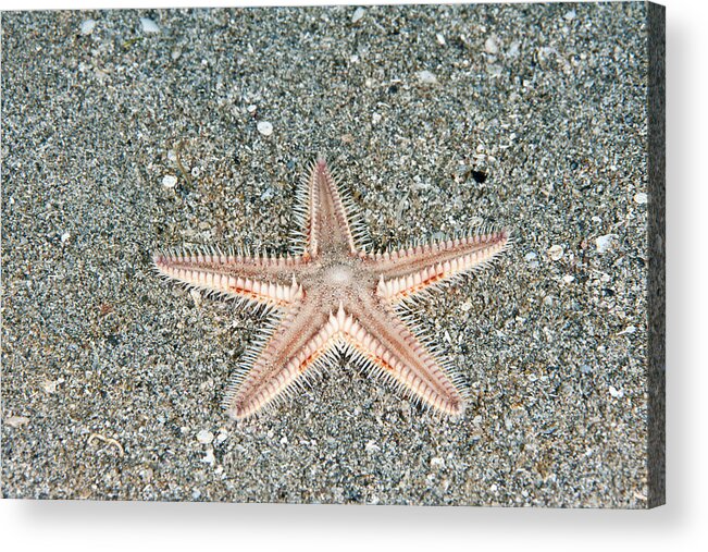 Two-spined Sea Star Acrylic Print featuring the photograph Two-spined Sea Star #3 by Andrew J. Martinez