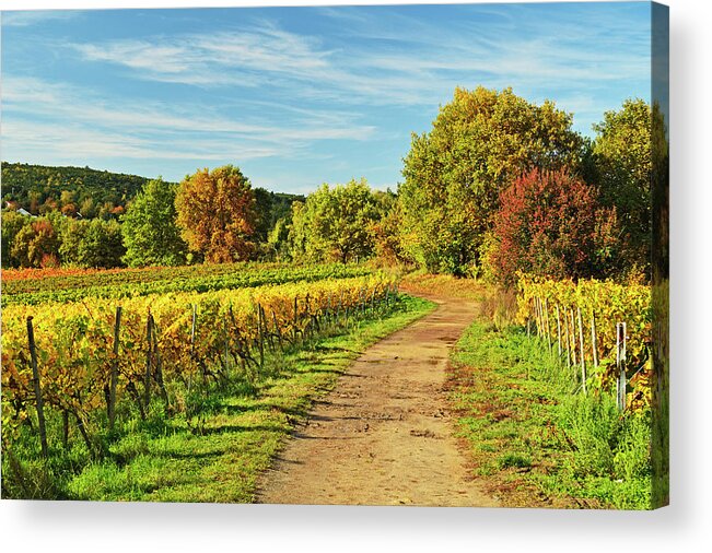 Scenics Acrylic Print featuring the photograph Vineyard Landscape #3 by Jochen Schlenker