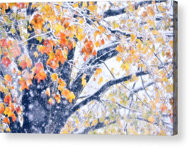 Art Acrylic Print featuring the photograph Winter In Autumn by JAMART Photography