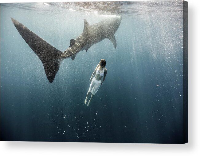 Underwater Acrylic Print featuring the photograph Woman Swimming With Whale Shark #3 by Tyler Stableford
