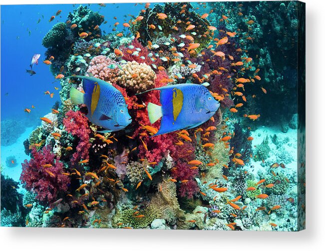 Underwater Acrylic Print featuring the photograph Coral Reef Scenery #39 by Georgette Douwma