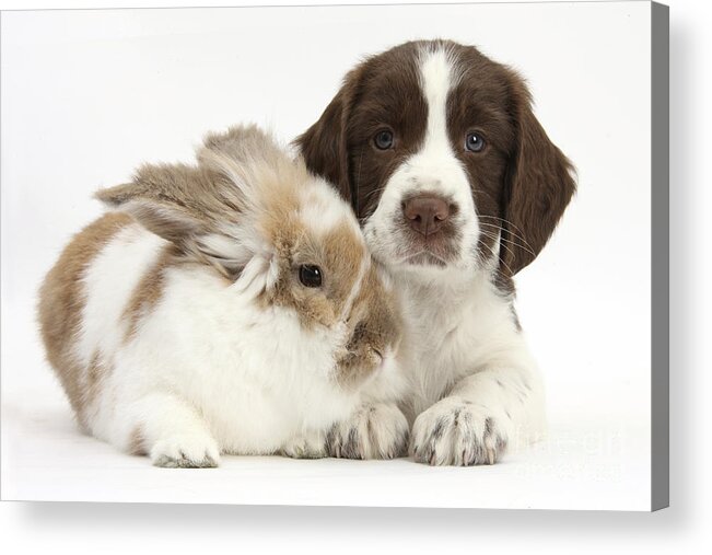 Working English Springer Spaniel Puppy Acrylic Print featuring the photograph Puppy And Rabbit #39 by Mark Taylor