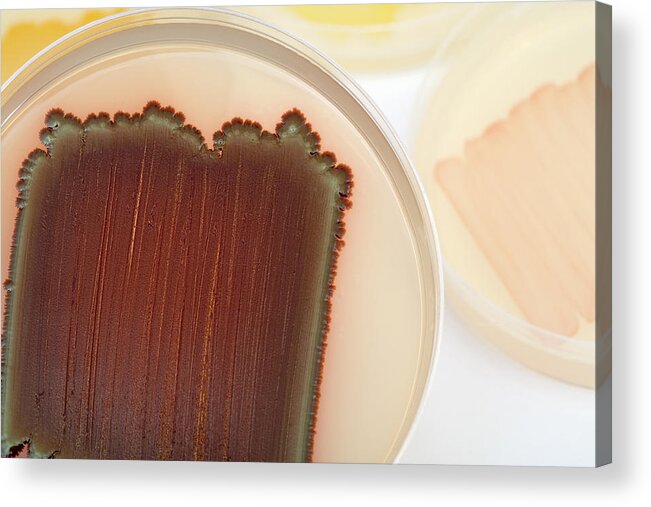 Cultures Acrylic Print featuring the photograph Bacterial Culture Plates #4 by Science Stock Photography
