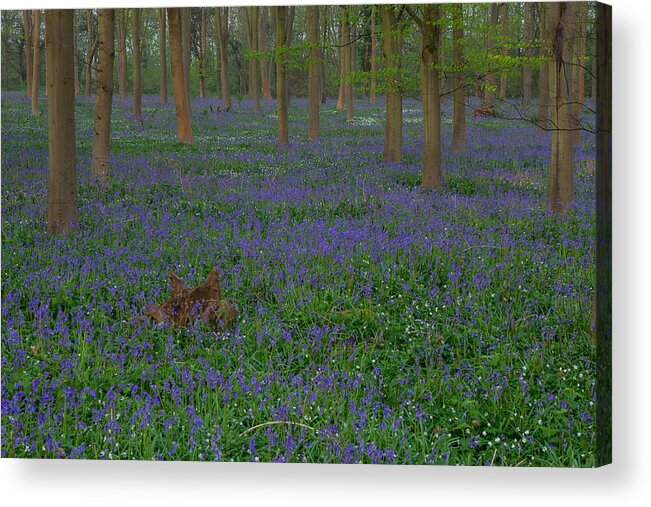 Bluebells Acrylic Print featuring the photograph Bluebells in Oxey Wood #4 by Nick Atkin