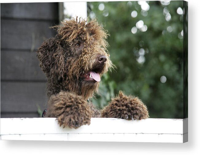 Dog Acrylic Print featuring the photograph Brown Labradoodle #4 by John Daniels