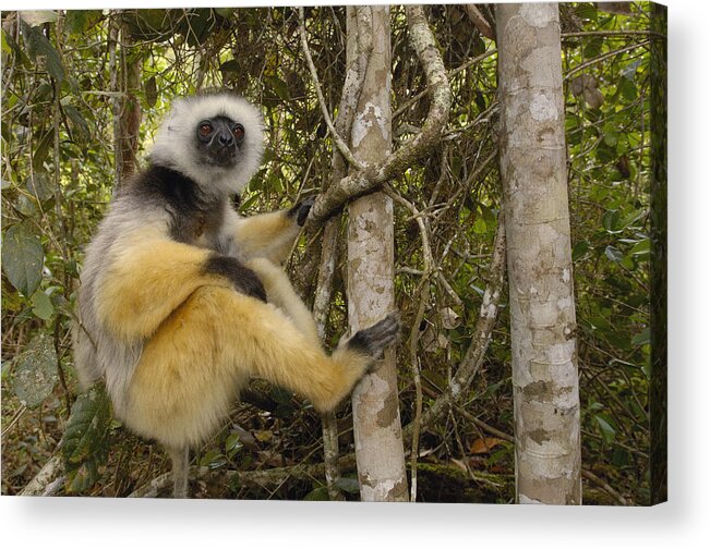 Feb0514 Acrylic Print featuring the photograph Diademed Sifaka Madagascar #4 by Pete Oxford