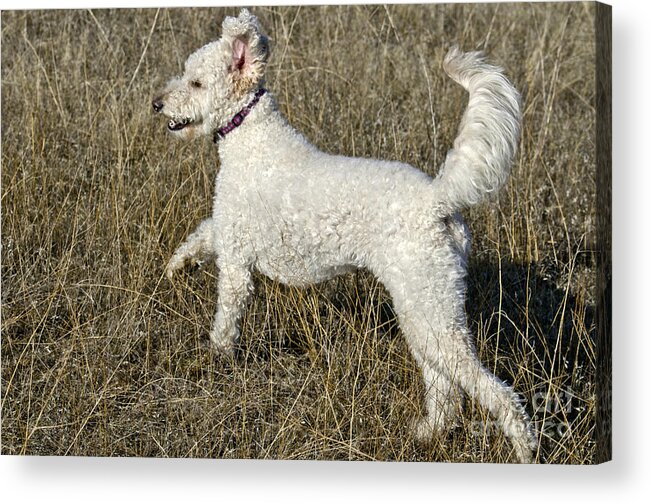 Nature Acrylic Print featuring the photograph Goldendoodle Running #4 by William H. Mullins
